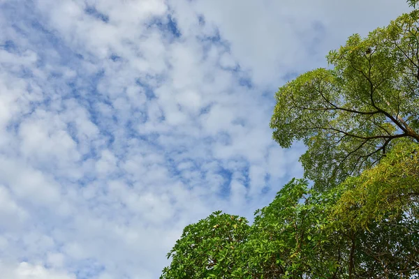 Árvore Verde Tem Fundo Céu Azul — Fotografia de Stock