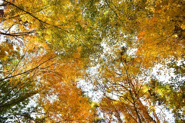 Der Herbst Blättert Der Sonne Muster Voller Hintergrund — Stockfoto