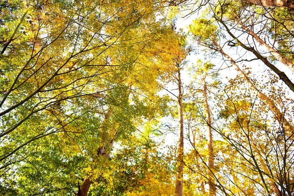 秋天的叶子在阳光下 完整的背景 — 图库照片