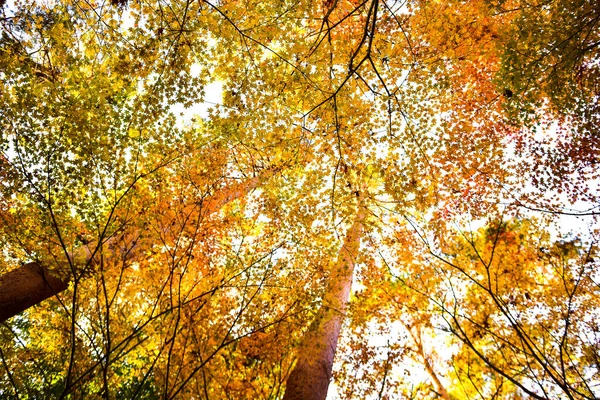 Осенние Листья Солнце Полный Фон — стоковое фото