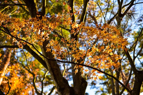 Herfst Bladeren Zon Patroon Volledige Achtergrond — Stockfoto