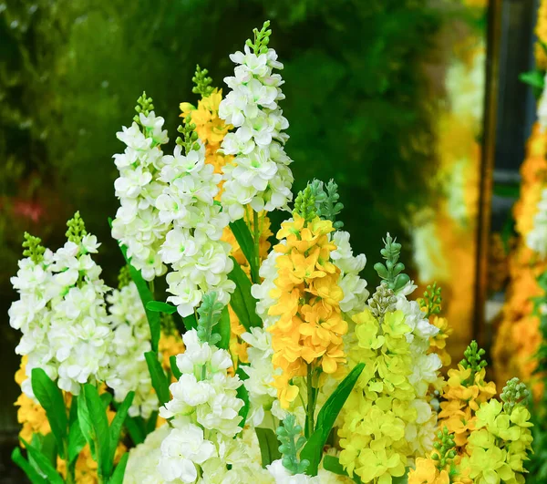 Hermosas Flores Blancas Centro Comercial Bangkok — Foto de Stock