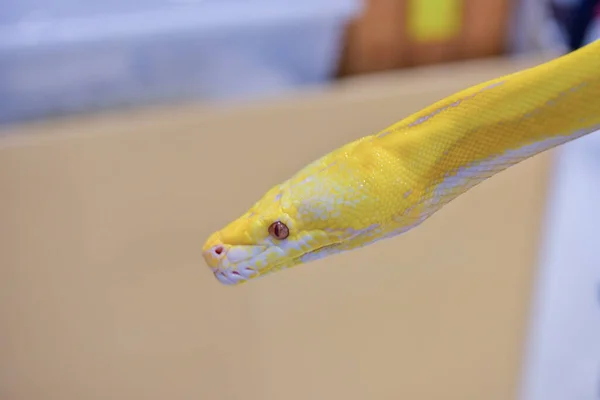 Rayong Tailândia Agosto 2019 Desfoque Snake Albino Ball Python White — Fotografia de Stock