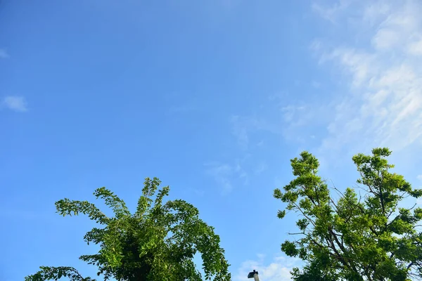 Hermoso Paisaje Árboles Verdes Parque Nacional — Foto de Stock