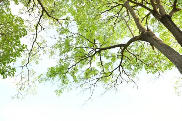 Groene Boom Hebben Achtergrond Blauwe Lucht — Stockfoto