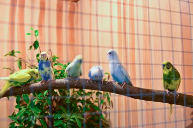 Rayong Tayland Ağustos 04 2019 Bulanık Yılan albino pitonu beyaz arka planda. Yaygın sevimli evcil hayvan