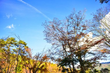 Günışığında sonbahar yaprakları. Desen Tam arkaplan.