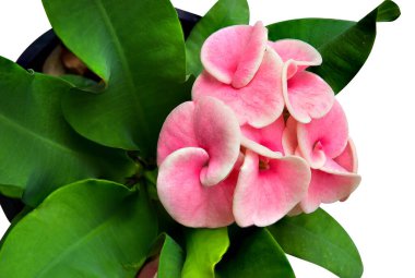 Blur Euphorbia Milii çiçekleri ev bahçesinde çiçek açıyor. Dikenli Taç