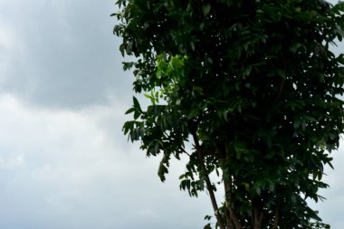 Ladkrabang Tayland 24 Ağustos 2019 Bulut Yolcu uçağı bulutların ve ağacın üzerinde mavi gökyüzünde uçuyor. Yolcu uçağı Suvarnabhumi Havaalanına iniyor.