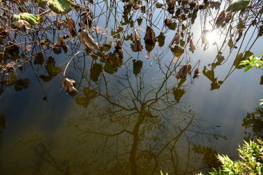 Tokyo, Japonya 27 Kasım 2018 Kimliği belirsiz birçok insan Ueno parkında yürüyor ve bahçedeki sonbahar ağacını izliyor. .