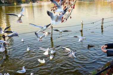 Tokyo, Japonya 27 Kasım 2018 Kimliği belirsiz birçok insan Ueno parkında yürüyor ve bahçedeki sonbahar ağacını izliyor. .