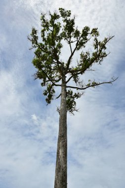 Pattaya Tayland 2 Ağustos 2019 Silverlake üzüm bağında güzel bir bina Pattaya thailand.