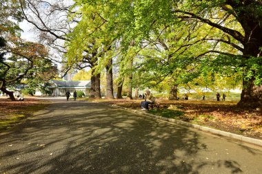 Tokyo, Japonya 27 Kasım 2019 Kimliği belirlenemeyen birçok insan Shinjuku Gyoen Ulusal Bahçesinde yürüyor ve sonbahar ağacını seyrediyor..