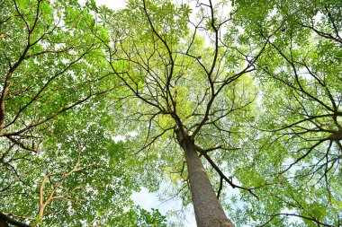 yeşil ağacın arka planı mavi gökyüzü