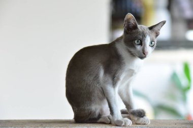 Duvarda dinlenen sevimli bir kedi.