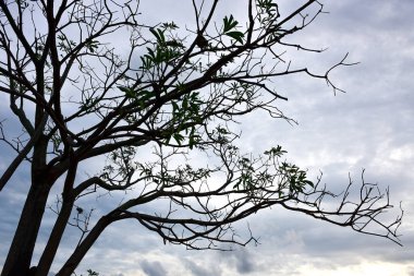 Mavi gökyüzü beyaz bulut mavi arkaplan