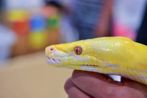 Rayong Thaïlande Août 2019 Flou Serpent Albinos Balle Python Sur — Photo