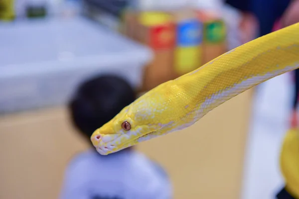 Rayong Thaïlande Août 2019 Flou Serpent Albinos Balle Python Sur — Photo