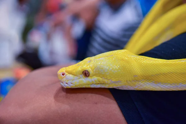 레이온 2019 Blur Snake Albino Ball Python White Background 일반적 — 스톡 사진