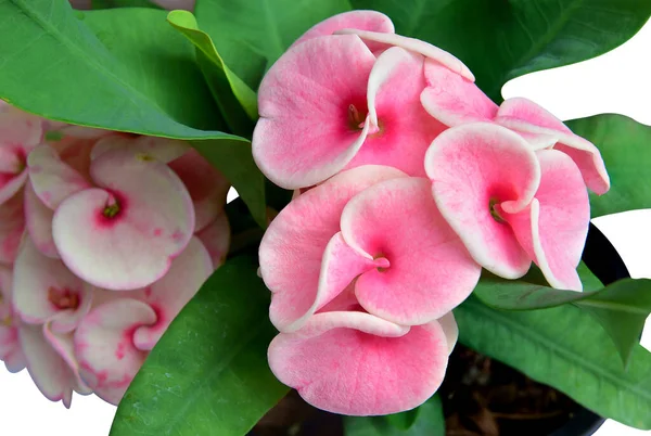 Blur Euphorbia Milii Flores Que Florecen Jardín Del Hogar Corona — Foto de Stock