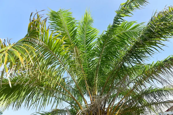 Blätter Der Kokosnuss Auf Blauem Himmel Hintergrund Kokosnussbaum Auf Dem — Stockfoto