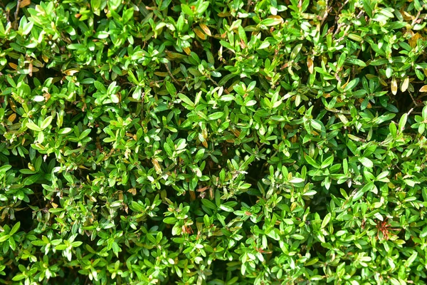 Tropisch Groene Bladeren Naadloos Patroon — Stockfoto