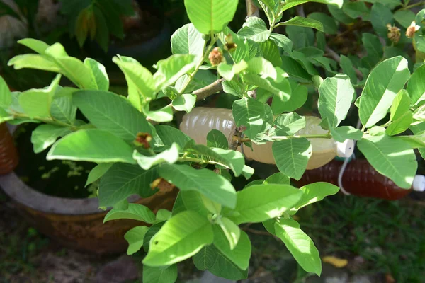 Hojas Guayaba Verde Jardín —  Fotos de Stock