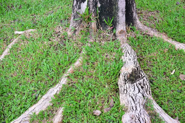 Зеленый Газон Травы Абстрактной Текстуры Заднем Плане — стоковое фото
