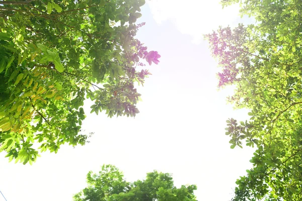 Vackra Landskap Gröna Träd Nationalparken — Stockfoto
