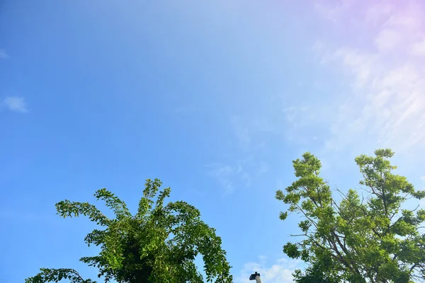 Hermoso Paisaje Árboles Verdes Parque Nacional — Foto de Stock