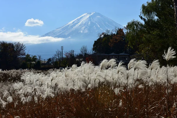 Jesienne Liście Lagunie Kawaguchiko Parku Yakisaki Japonii Fujisan Góra — Zdjęcie stockowe