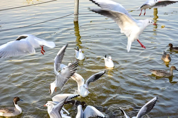 Tóquio Japão Novembro 2018 Não Identificado Muitas Pessoas Estão Andando — Fotografia de Stock