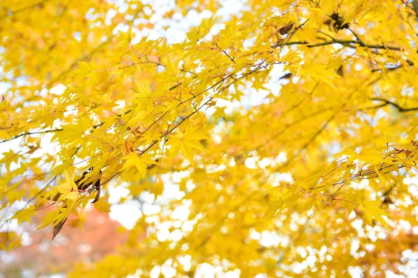 Der Herbst Blättert Der Sonne Muster Voller Hintergrund — Stockfoto