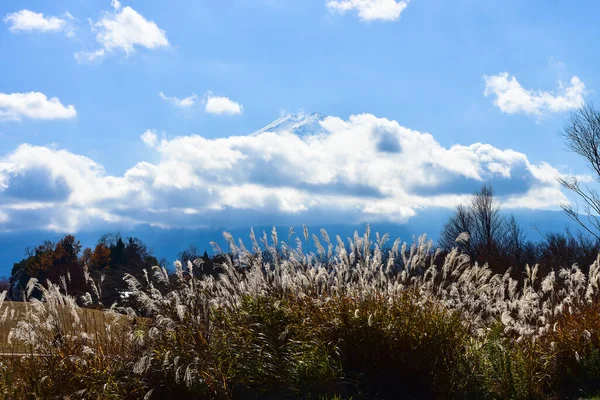 Foglie Autunnali Nella Laguna Kawaguchiko Parco Yakisaki Japan Fujisan Montagna — Foto Stock