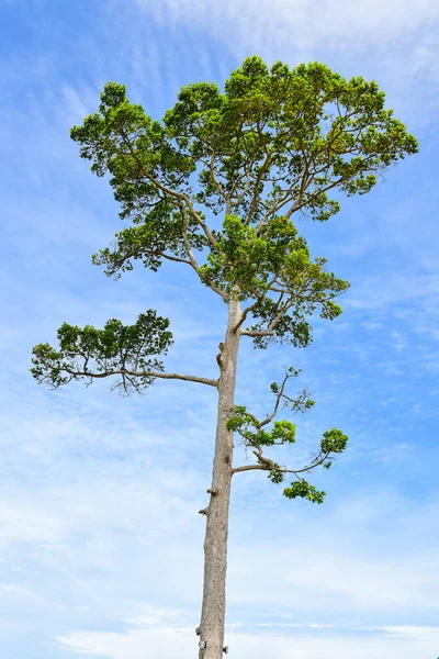 Pattaya Thailand Augustus 2019 Prachtig Gebouw Silverlake Wijngaard Pattaya Thailand — Stockfoto