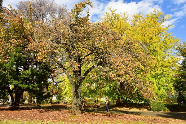 Tokió Japán November 2019 Azonosítatlan Sok Ember Sétál Shinjuku Gyoen — Stock Fotó