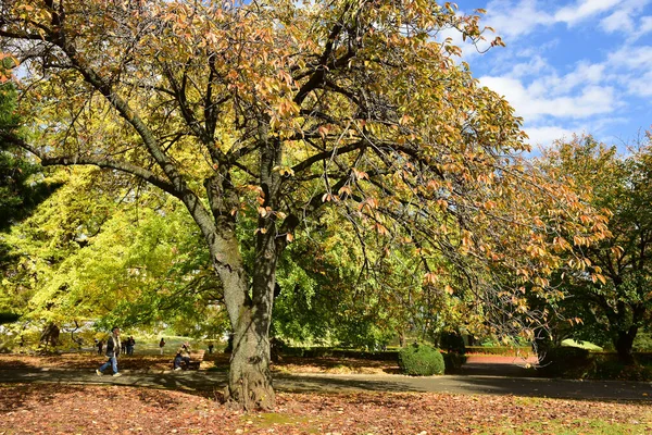 Tokyo Japan November 2019 Unidentified Many People Walking Shinjuku Gyoen — Stock Photo, Image