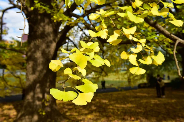 Tokio Japonsko Listopad 2019 Neznámý Mnoho Lidí Chodí Shinjuku Gyoen — Stock fotografie