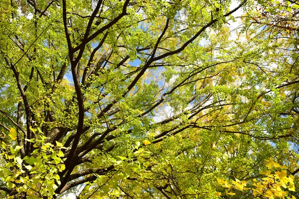 Tokyo Japonya Kasım 2019 Kimliği Belirlenemeyen Birçok Insan Shinjuku Gyoen — Stok fotoğraf