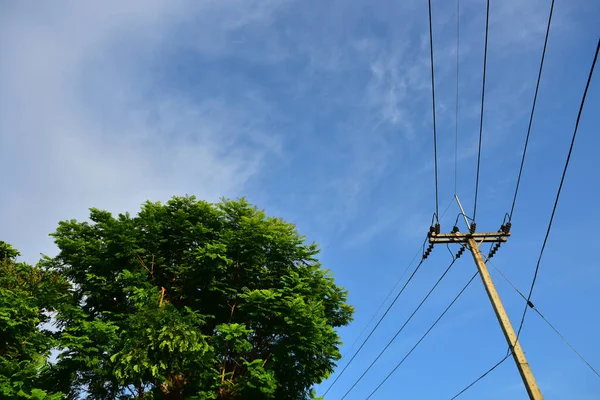 Árvore Verde Tem Fundo Céu Azul — Fotografia de Stock