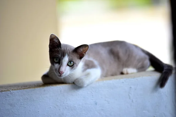 Duvarda Dinlenen Sevimli Bir Kedi — Stok fotoğraf