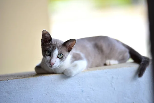 기대어 귀여운 고양이 — 스톡 사진