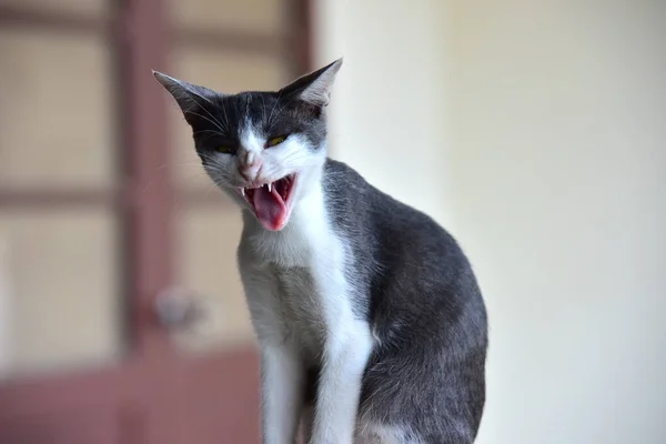 Een Schattige Kat Rustend Muur — Stockfoto