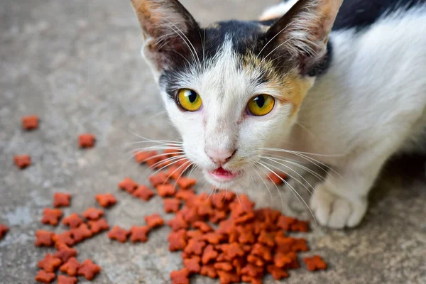 Beautiful cute cat eating food for cat on floor