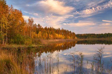 Huş ağaçları ile orman lake shore