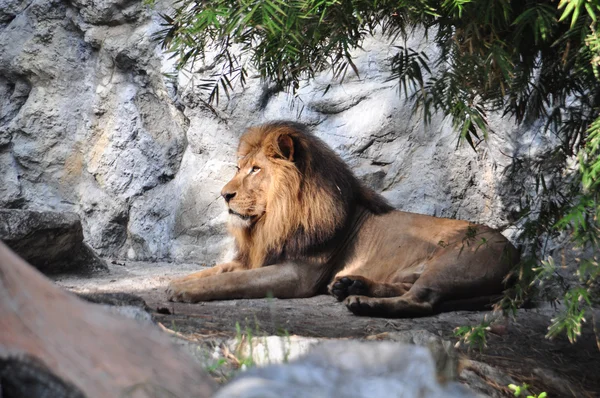 Profile of a ralaxed lion
