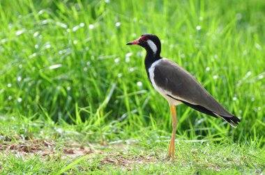 Red-wattled lapwing (Vanellus indicus),Thailand
