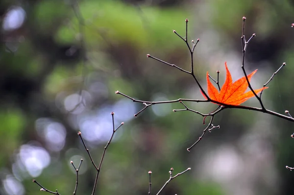 Falled Japanese maple leaf in Tokyo