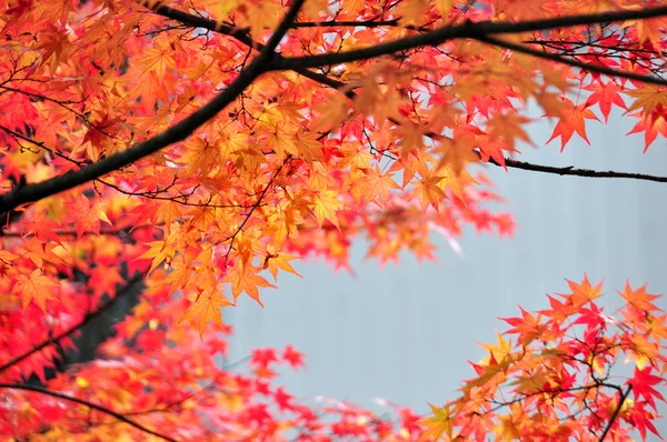 Japanese maples ( acer palmatum)