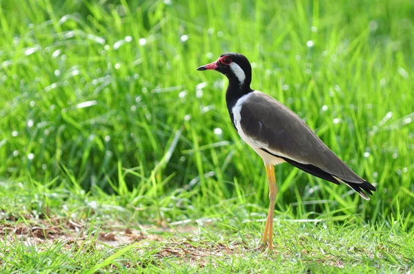 Red-wattled lapwing (Vanellus indicus),Thailand